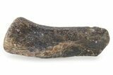 Cretaceous Fossil Turtle Flipper Bone - Texas #316361-1